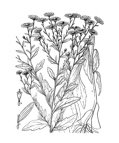 Natural compounds from  Aster indicus